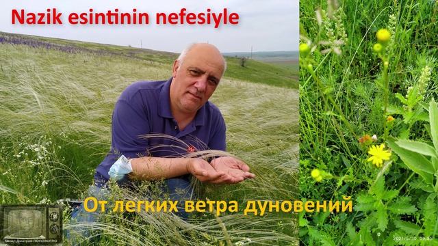 Последний ковыль Гагаузии - песни Дмитрия Попозогло