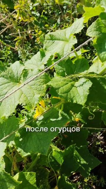 ЗОЛОТОЕ ПРАВИЛО СМЕНЫ ГРЯДОК, 2 ЧАСТЬ