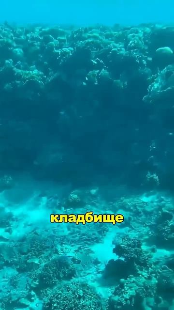краб