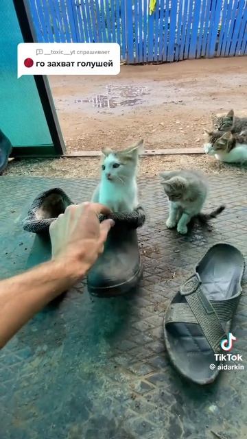 Захват тапков