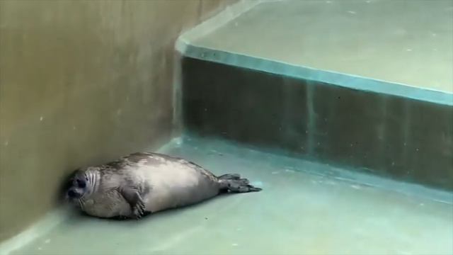 Видео от Красноярская тайга. Фотоловушки
