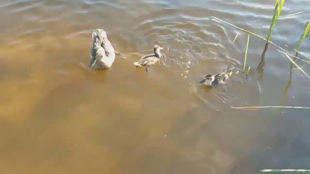 Утята весело ныряют.
