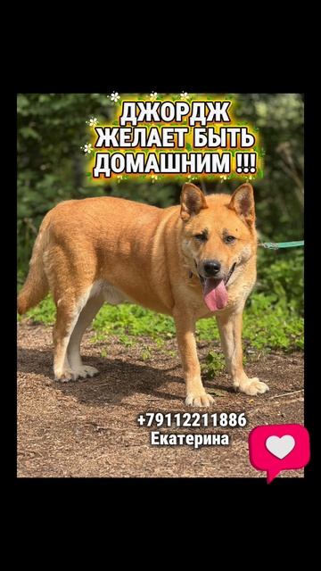 Джордж , ищем дом 🏠