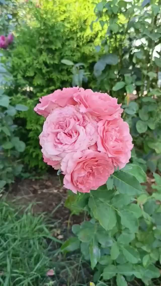 Японская роза Корал Желе.