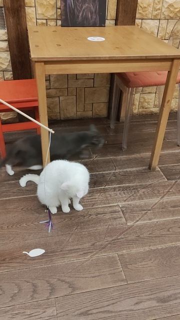 Я в приюте кошек