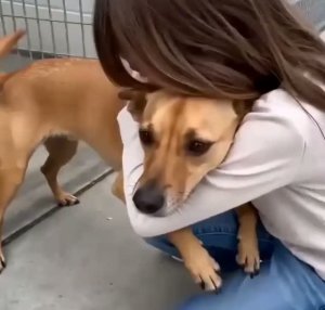 Спокойная встреча со спасенной собакой из приюта