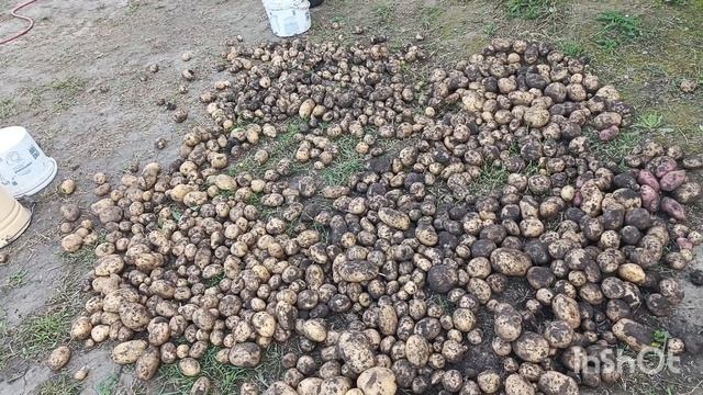 Огородные дела 👍