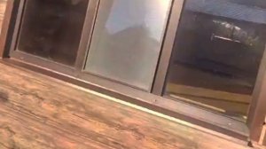 1000067798.mp4 (Собака слушает о технологии укладки л/фанеры на пол на кухне, в гос. в доме А-фрейм)