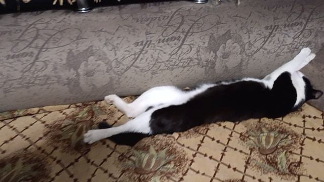 Мухаморина моя котик