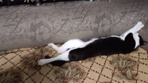 Мухаморина моя котик