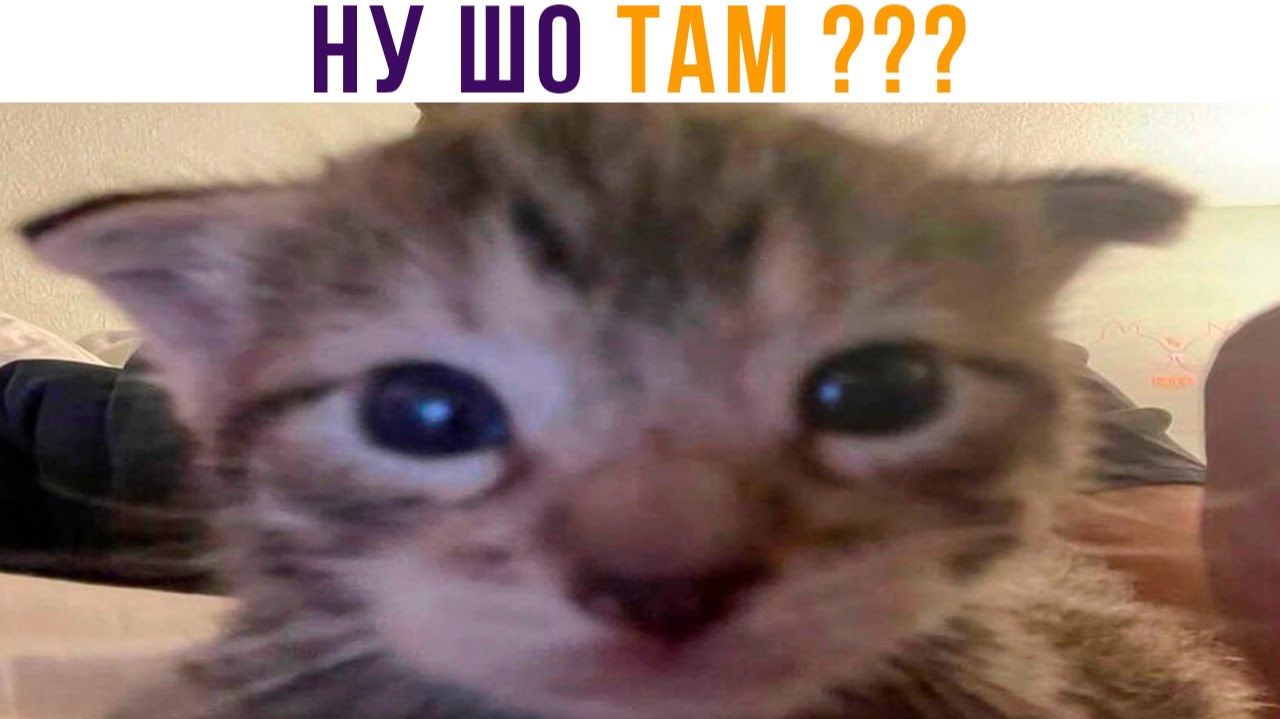 НУ ШО ТАМ С ЕДОЙ))) Приколы с котами