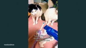 Смешные КОШКИ 😹😹😹  забавные животные 😂😂😂🤣 FUNNY CATS 🤣😹🤣