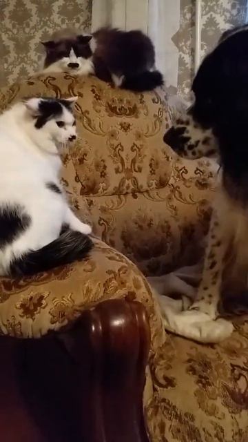 Как кошка с собакой... Это про них...))) #como #собака #животныешляйх #like #cat #суперсобака #like4