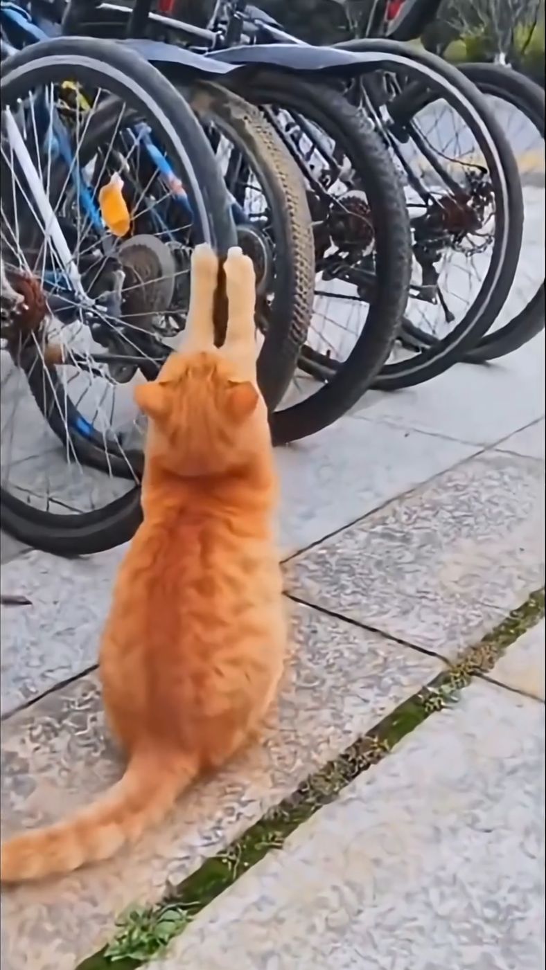 Dog Stretching #fyp #funny #pet#foryou#dog #funnydogs#funny