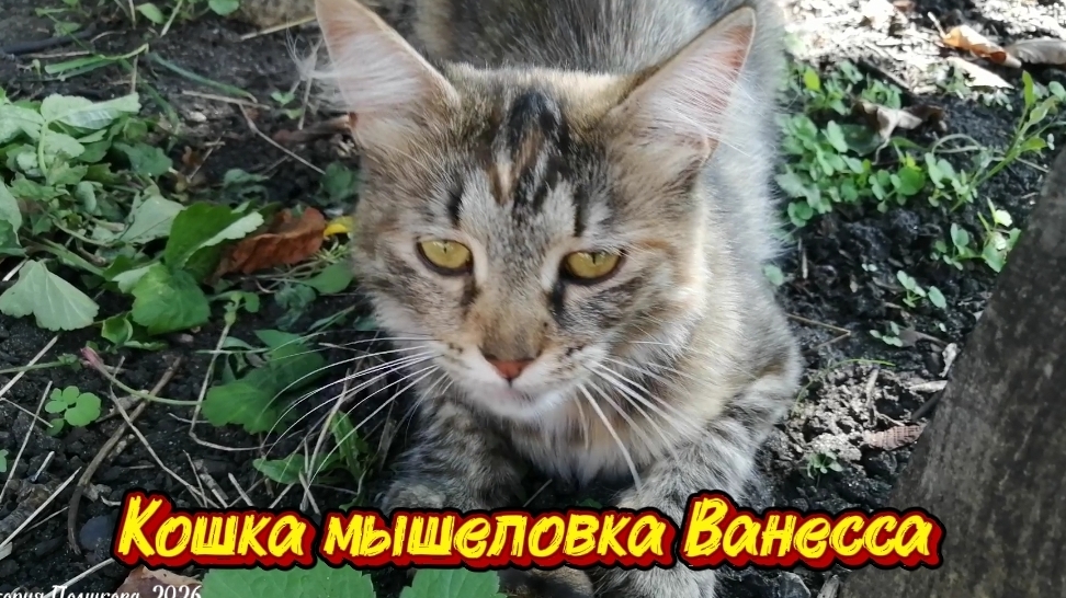 Моя кошечка Ванесса, отличная мышеловка
