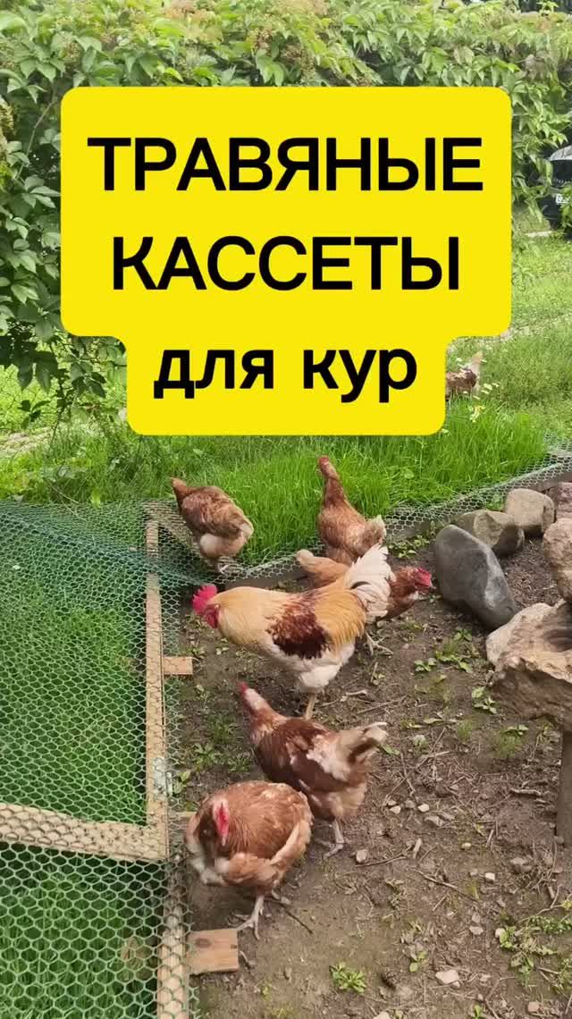 Кассеты для травы — моя фишка в курятнике 🌿🐔