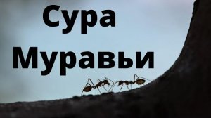 Сура АН-НАМЛЬ (МУРАВЬИ)