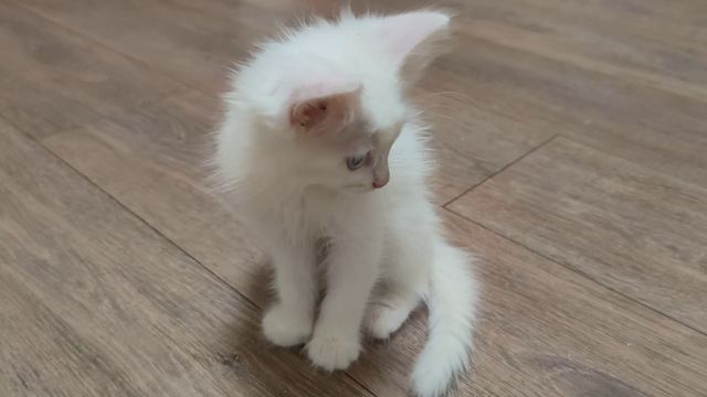 Котенок Микки везде лазает. Видео про котенка Микки.
