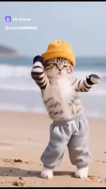 Коты пляшут комаринского