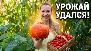 Эта тыква — идеальный “горшочек” для запекания: почему я теперь сажаю только порционные сорта»