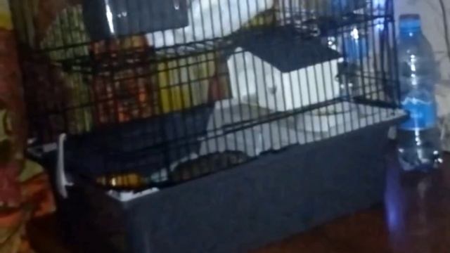Беляш протёк на нижний этаж🐭