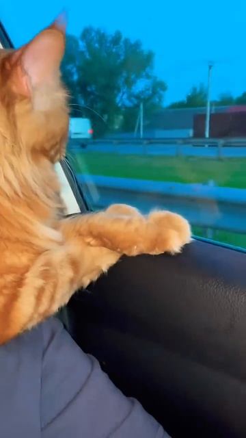 Кот и собака в машине 🚘