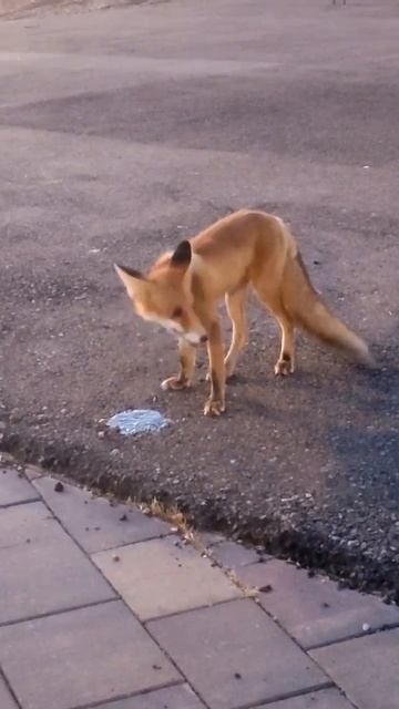 Лису кормят в Салавате?! у нас теперь вместо города зоопарк?!