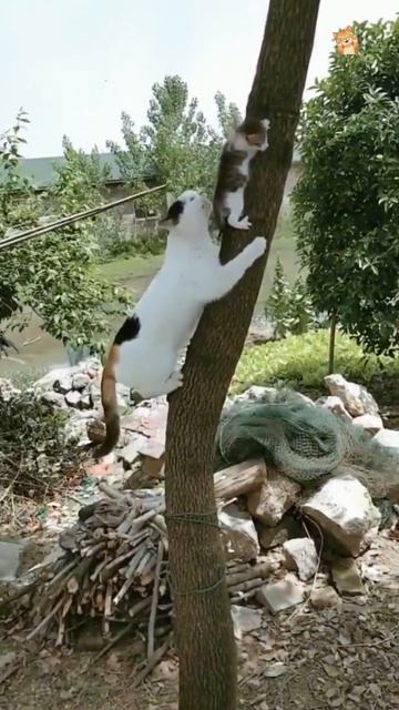Это не я!😻Веселые котики. Коты хулиганы! Невероятные трюки! #кот #хулиган #трюк #смех #short