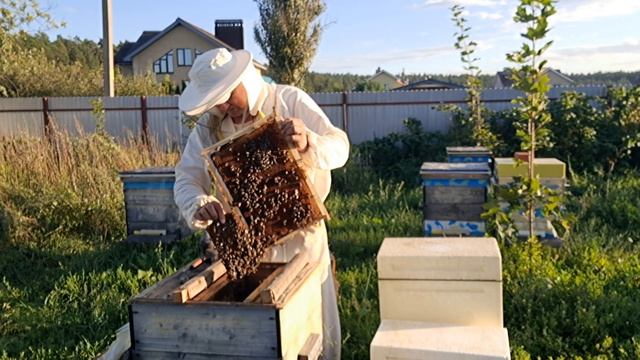 Может ли семья выпустившая три роя принести мёд?