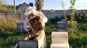Может ли семья выпустившая три роя принести мёд?