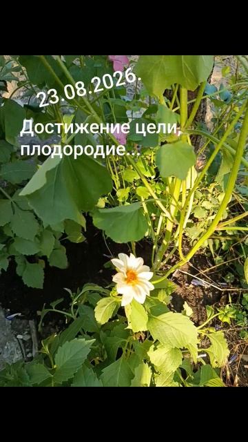 23.08.2026.✨🌈💫Психологический аспект дня! Достижение цели, плодородие... #разум#чувства#душа #дела