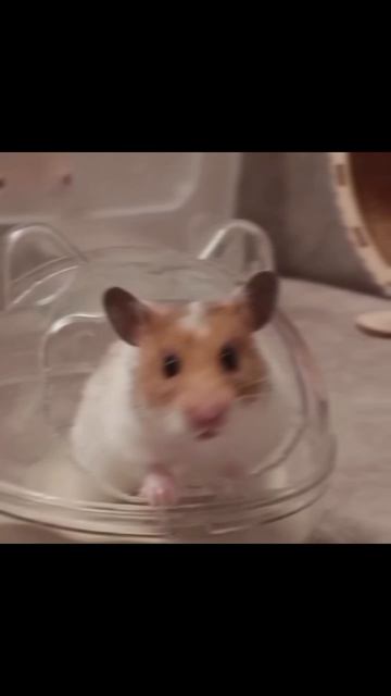 Эффектный эдит с ЛАНИ🪐🐹💜