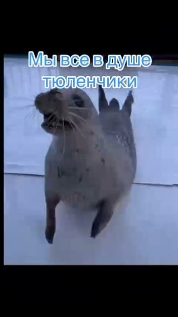 Тюленчики