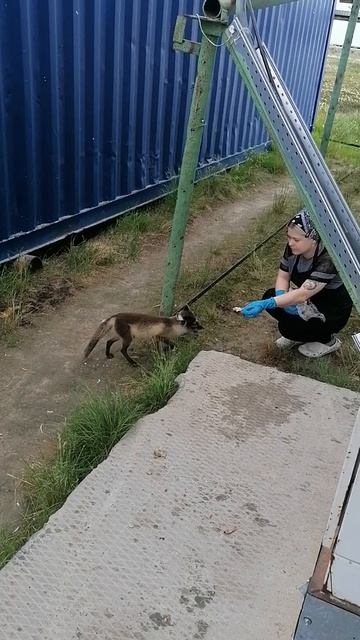 ЛЕСЬКА ПИСЕЦ