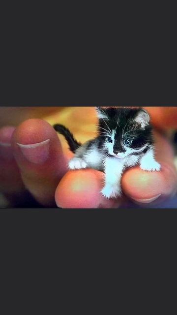 самый маленький кот в мире