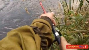 Осень 2024🎣🐊✌🏻