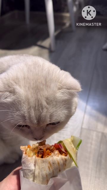 В гамбургере только сосиска в шаверме мясо говядины на вкус бомба