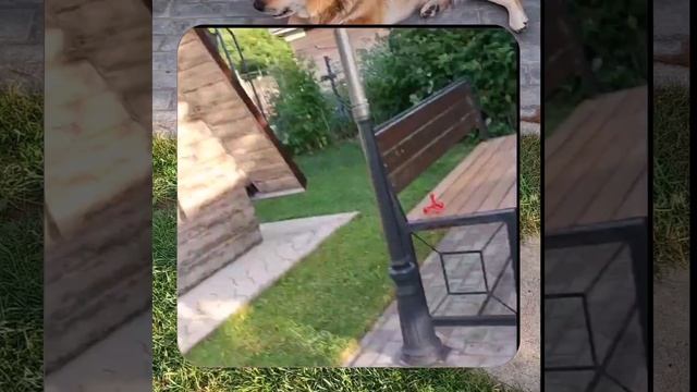 1000067814.mp4 Собака слушает о технологии укладки лфанеры на пол на кухне в гос. в доме А-фрейм