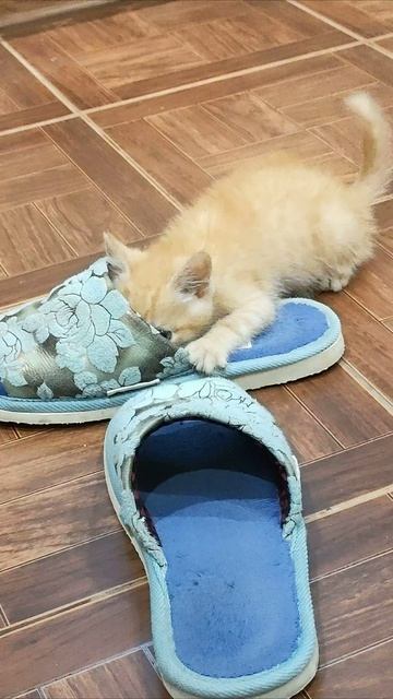 Котенок, подойди ко мне.