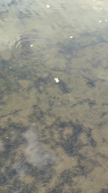 Много рыбов 🐠