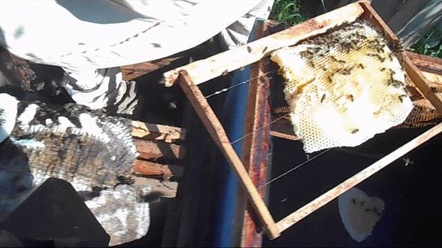 Пересаживаю пойманный рой 12