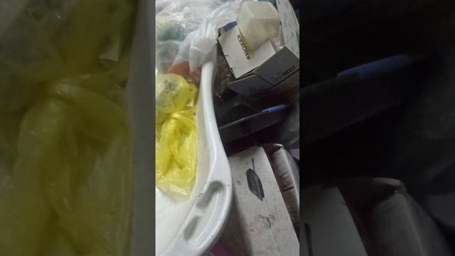 не известеные котята в коробке