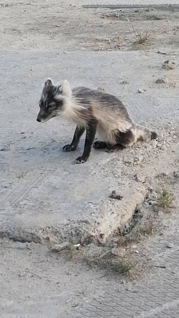 СОБАКА
