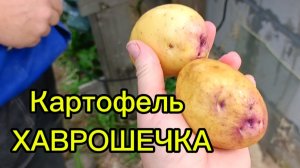Только для Урала - картофель ХАВРОШЕЧКА.