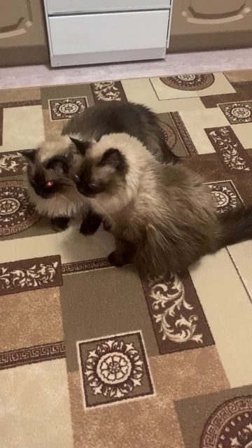Мои малышки соскучились друг по другу 💕