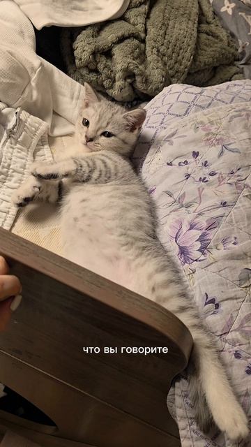 #мойпитомец