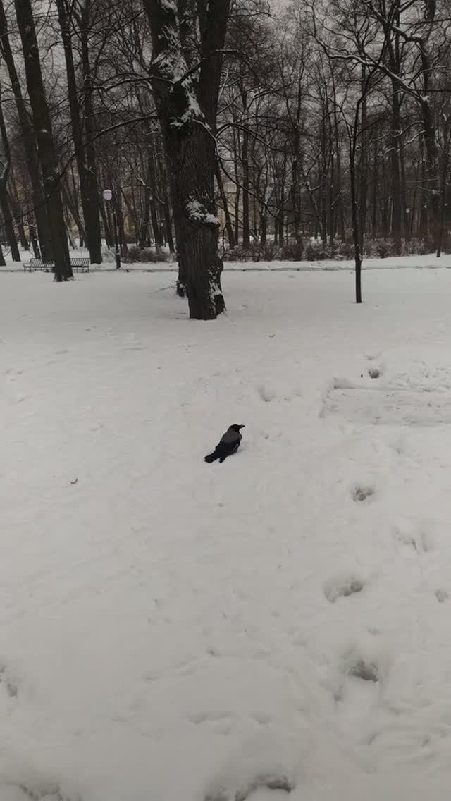 Чёрный ворон! Каркнет ворон - Nevermore! - по Эдгару По. Михайловский замок - место убийства Павла I