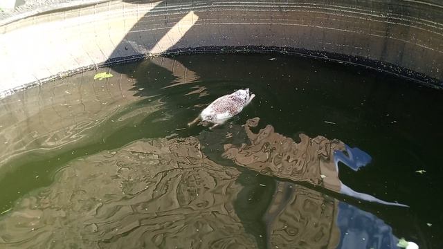 как ёжики плавают