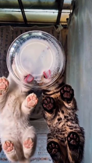 асмр на ночь от котов