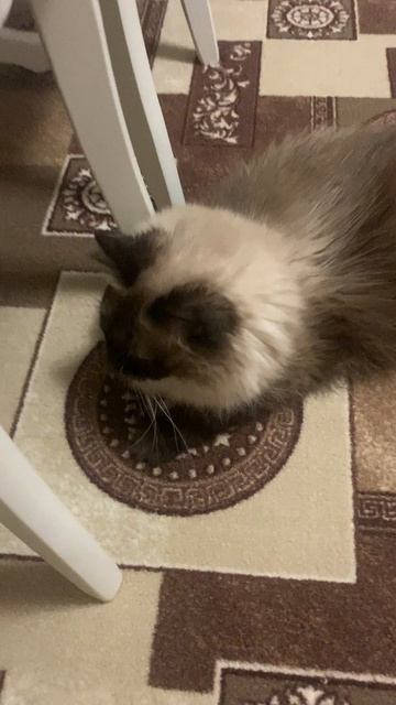Ангелочек мой 💞